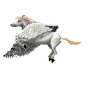 flyhorse.gif